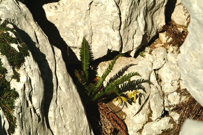 Polystichum lonchitis / Felce lonchite